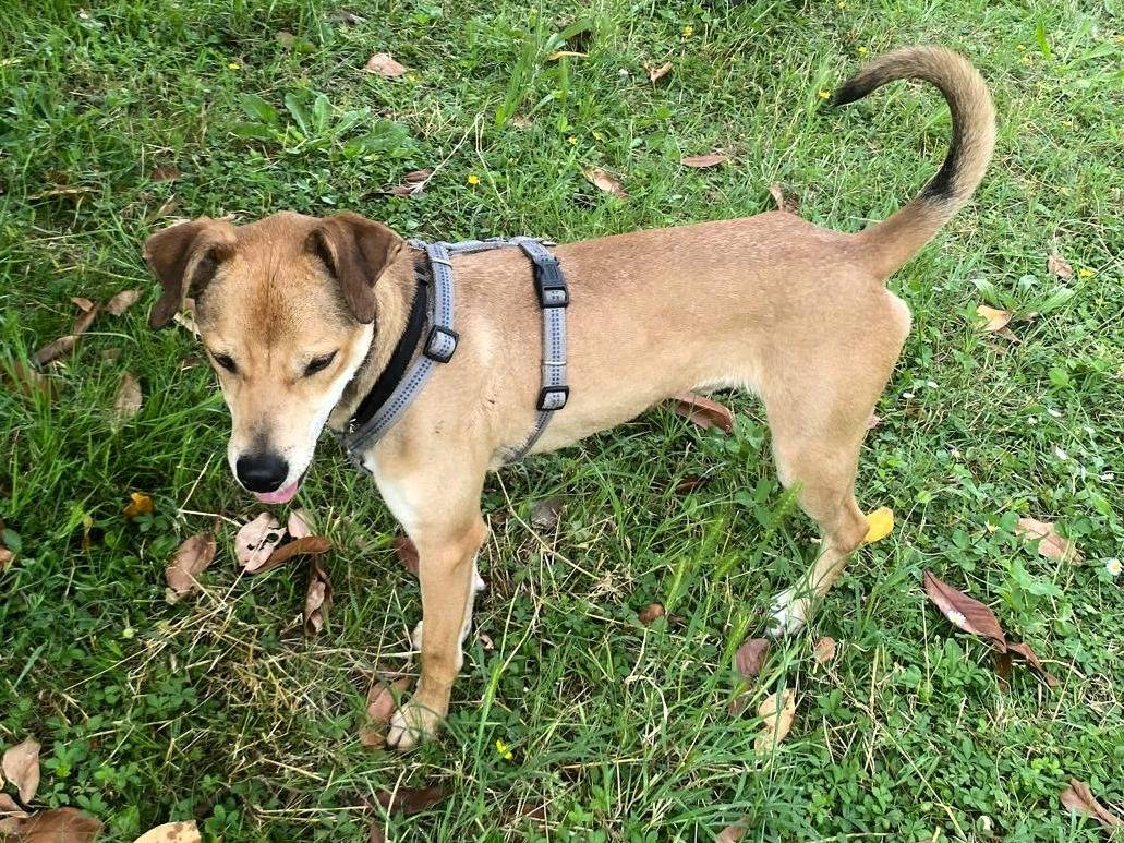 Adotta un cane, taglia media, maschio, Milano