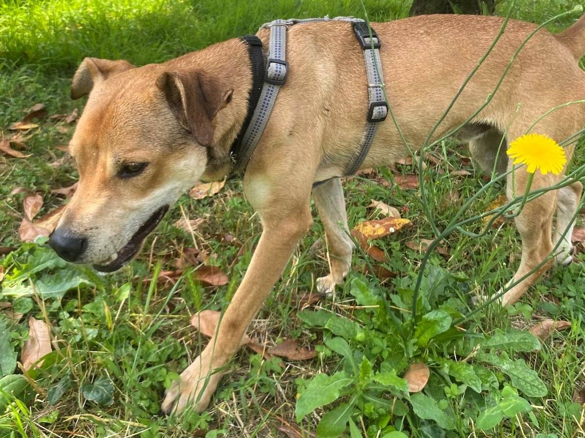 Vuoi adottare un cane a Milano?