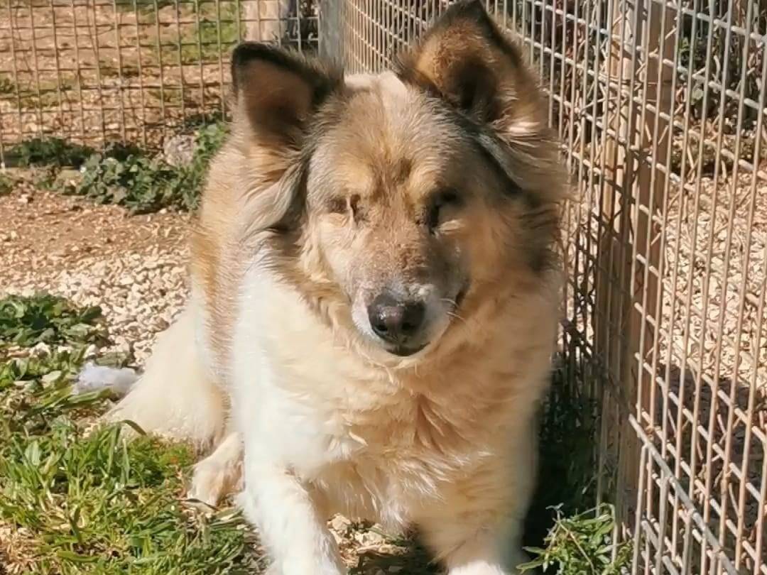 Foto dell'animale
