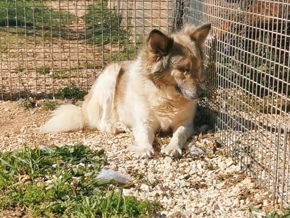 Adotta un cane, taglia media, femmina, Bari