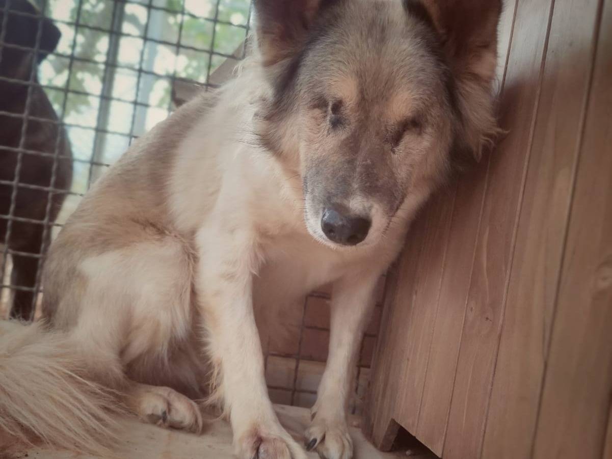 Adotta un cane, femmina, 8 anni  e 10 mesi , Bari