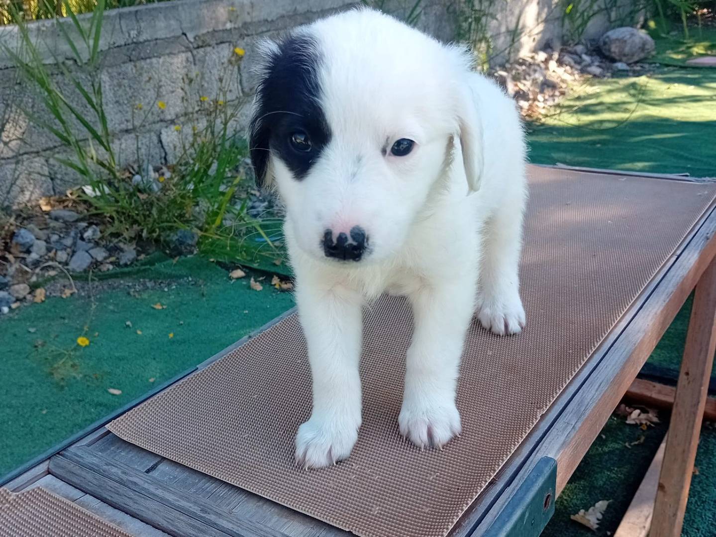 Vuoi adottare un cane a Cosenza?