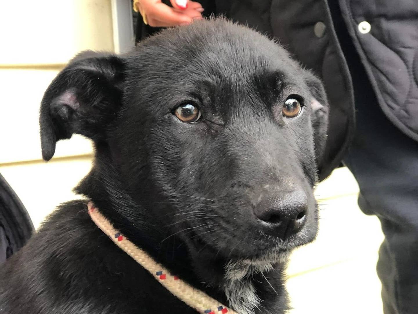 Adotta un cane, maschio, 4 mesi, Latina