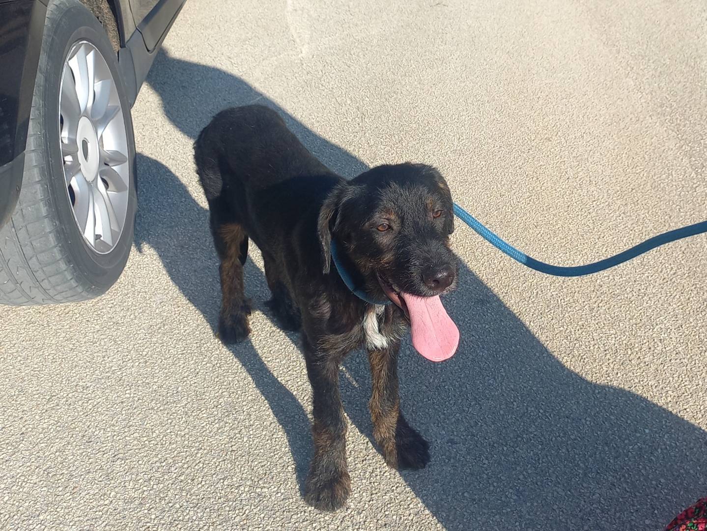 Adotta un cane, taglia media, maschio, Palermo