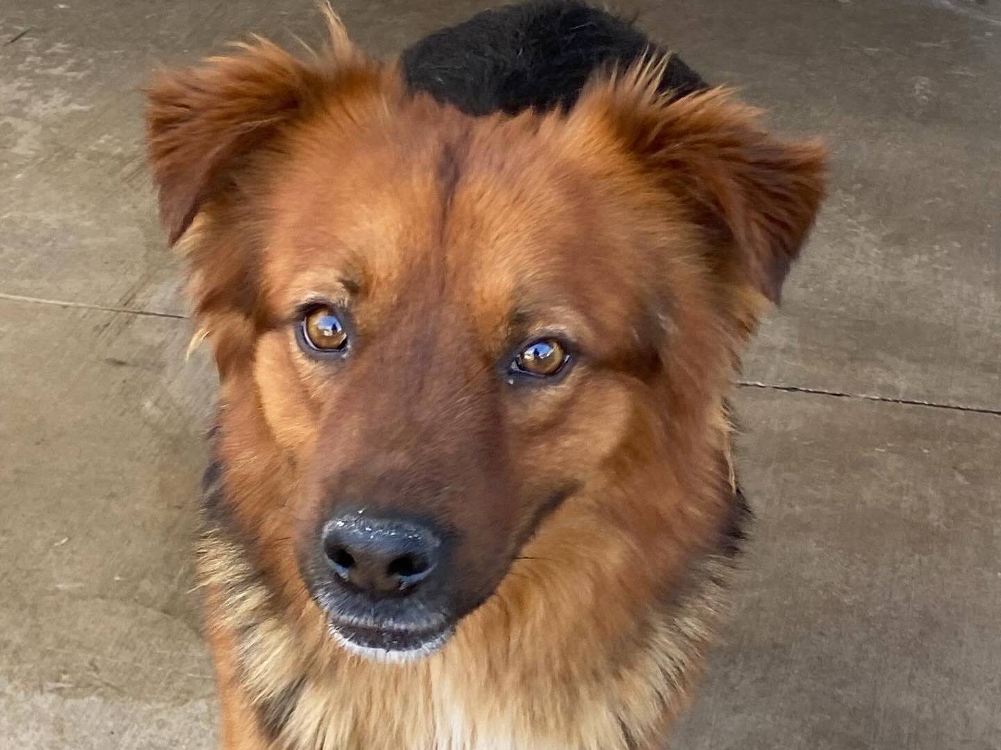Adotta un cane, maschio, 4 anni  e 5 mesi , Latina