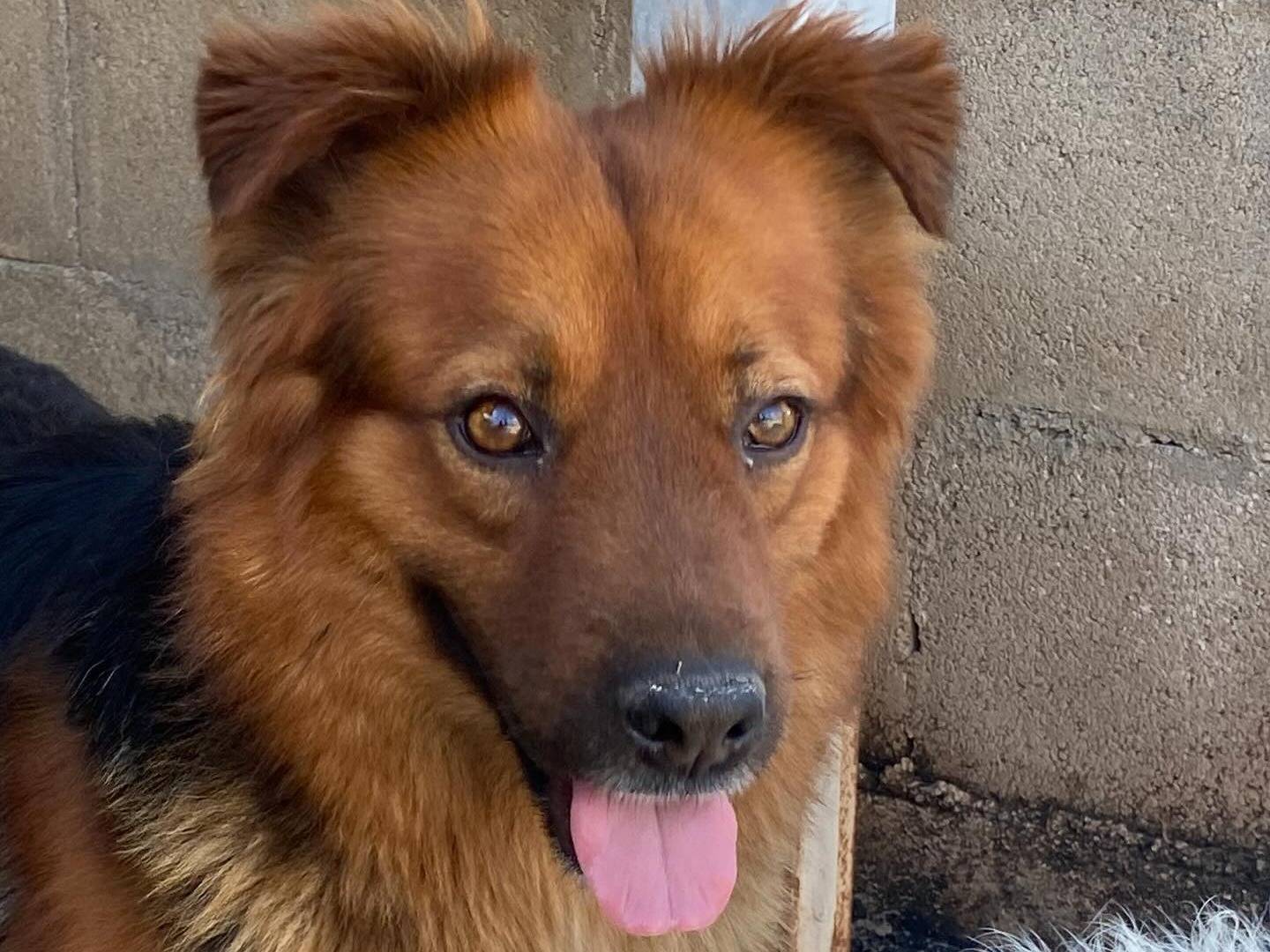 Adotta un cane, taglia media, maschio, Latina
