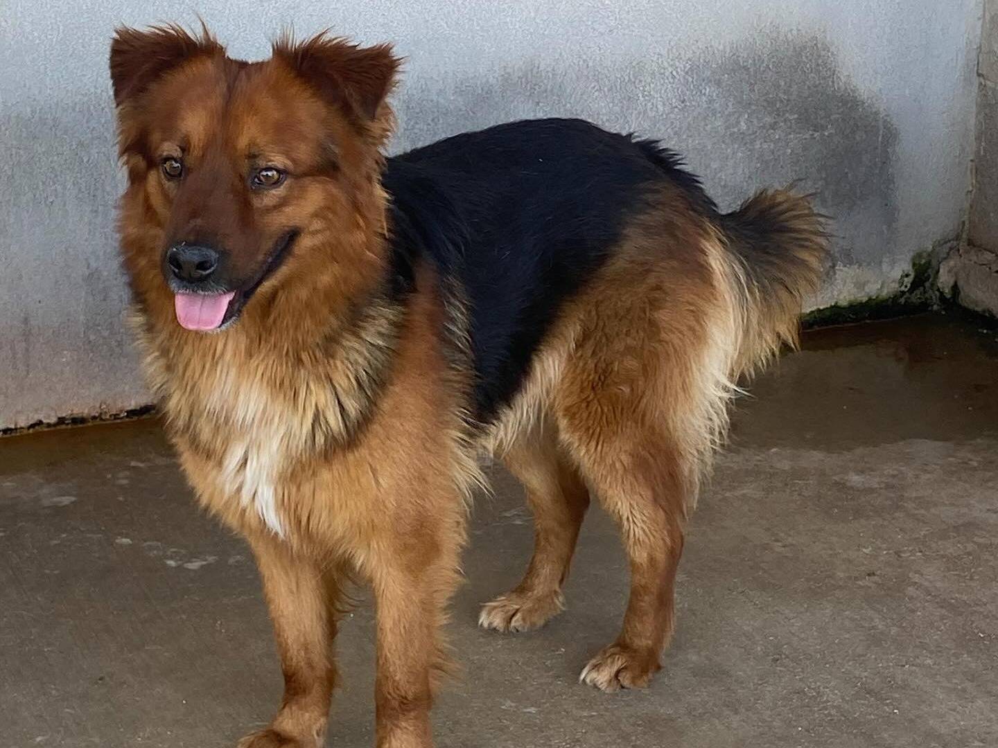 Vuoi adottare un cane a Latina?