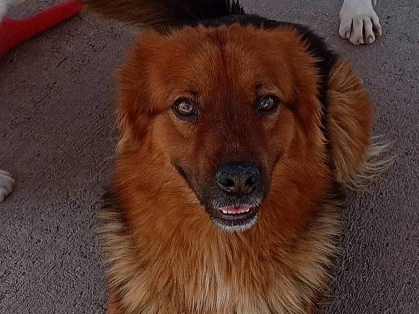 Adotta il cane Whisky a Latina