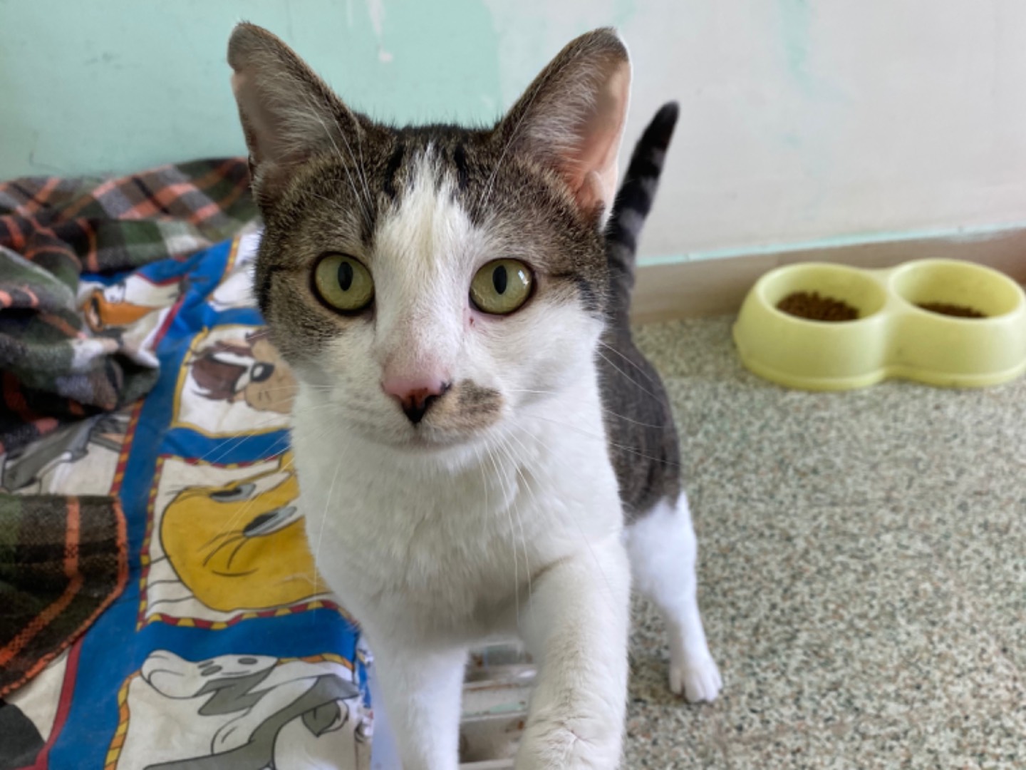 Adotta un gatto, taglia non valida, maschio, Teramo