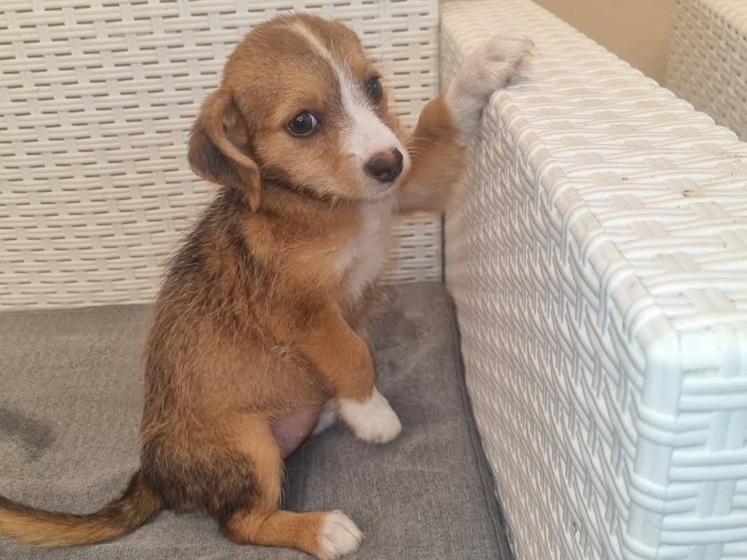Foto dell'animale