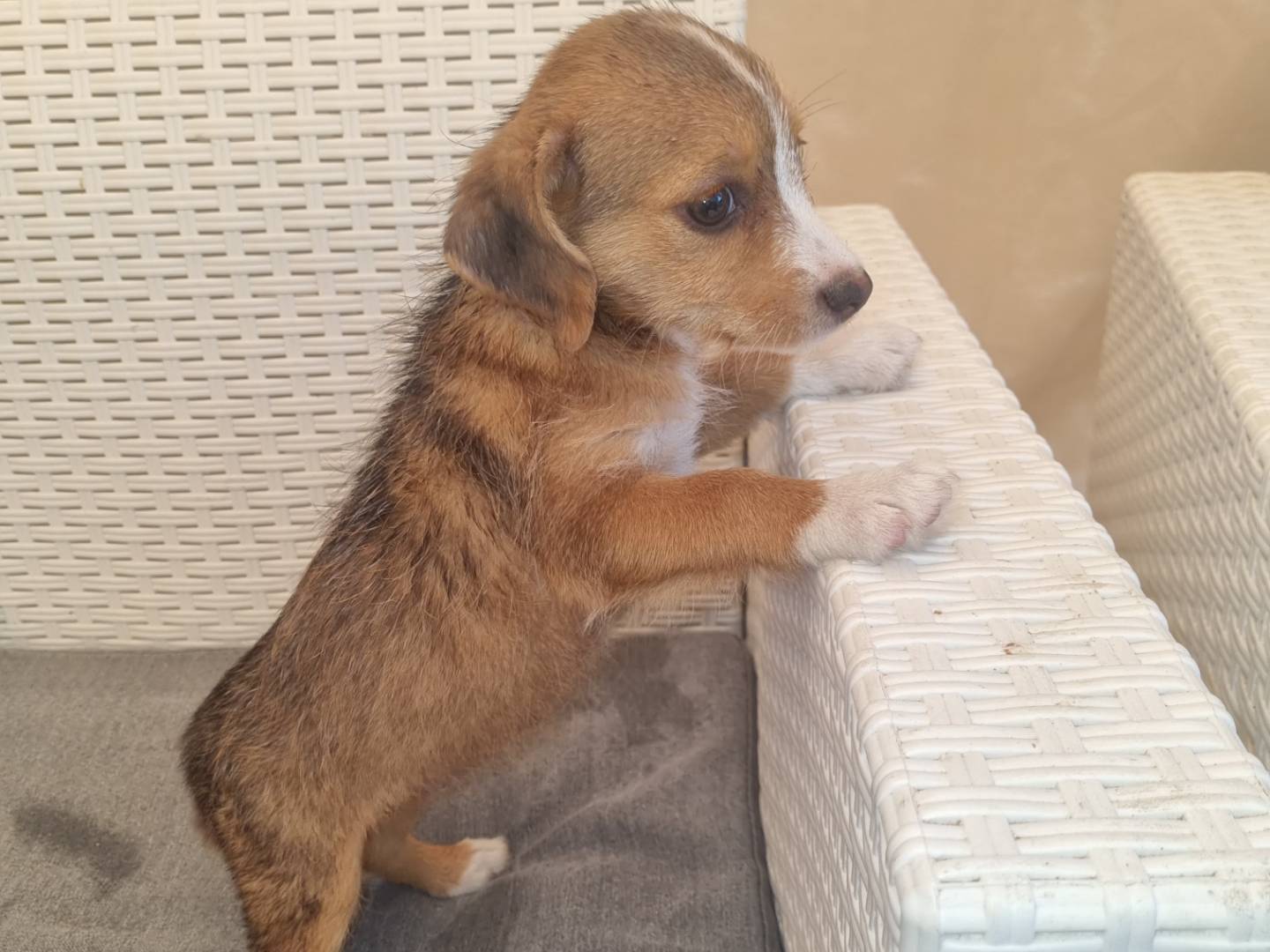 Adotta un cane, femmina, 2 mesi, Frosinone
