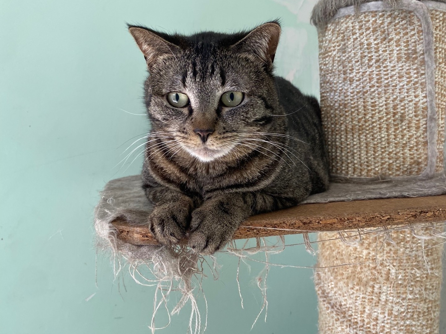 Adotta un gatto, taglia non valida, femmina, Teramo