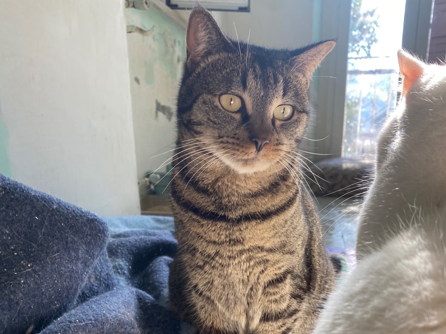 Adotta il gatto Nala a Teramo