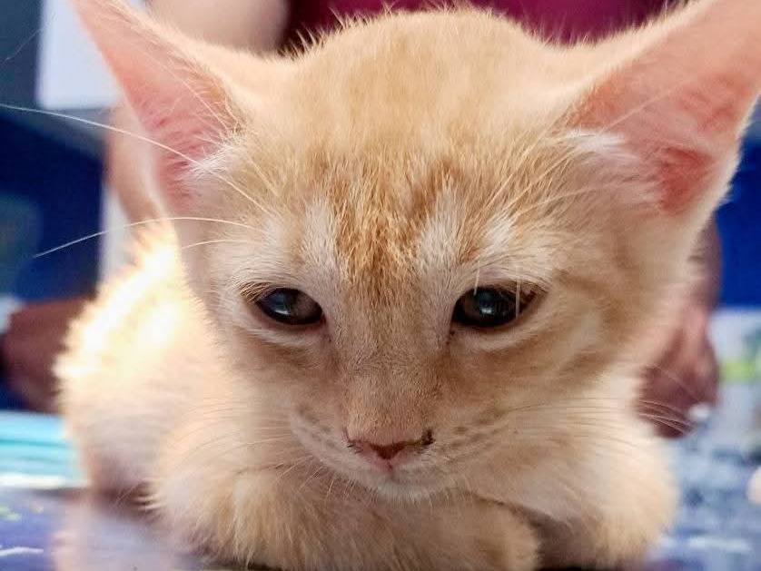 Adotta un gatto, taglia non valida, maschio, Taranto