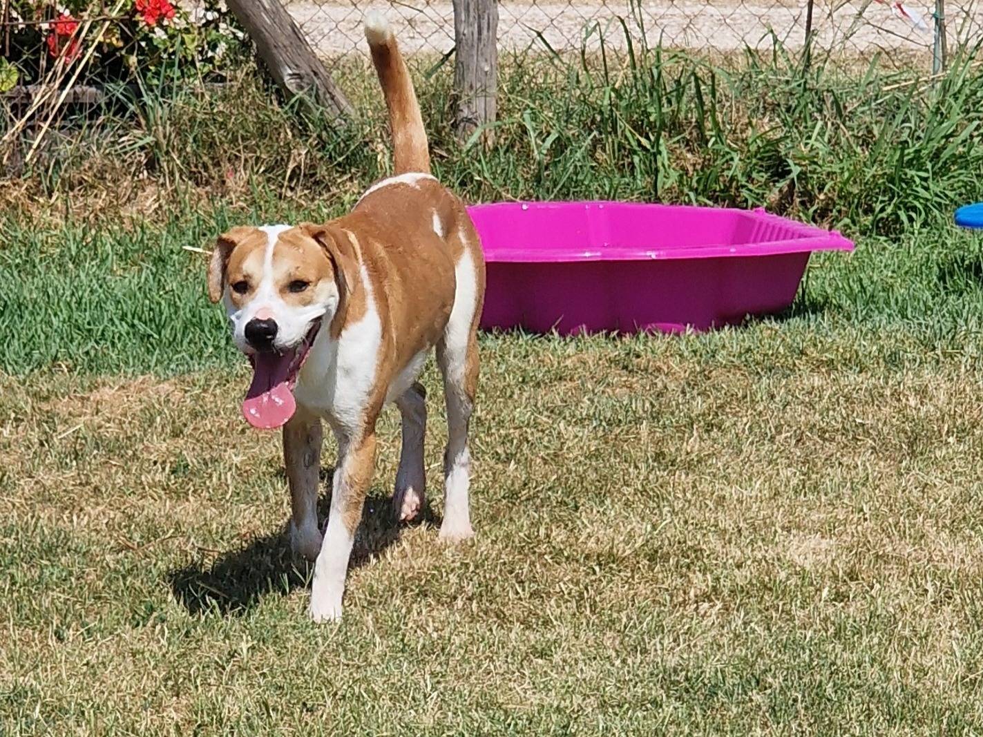 Adotta un cane, taglia media, maschio, Latina