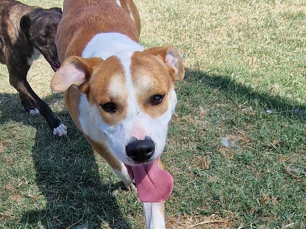 Vuoi adottare un cane a Latina?