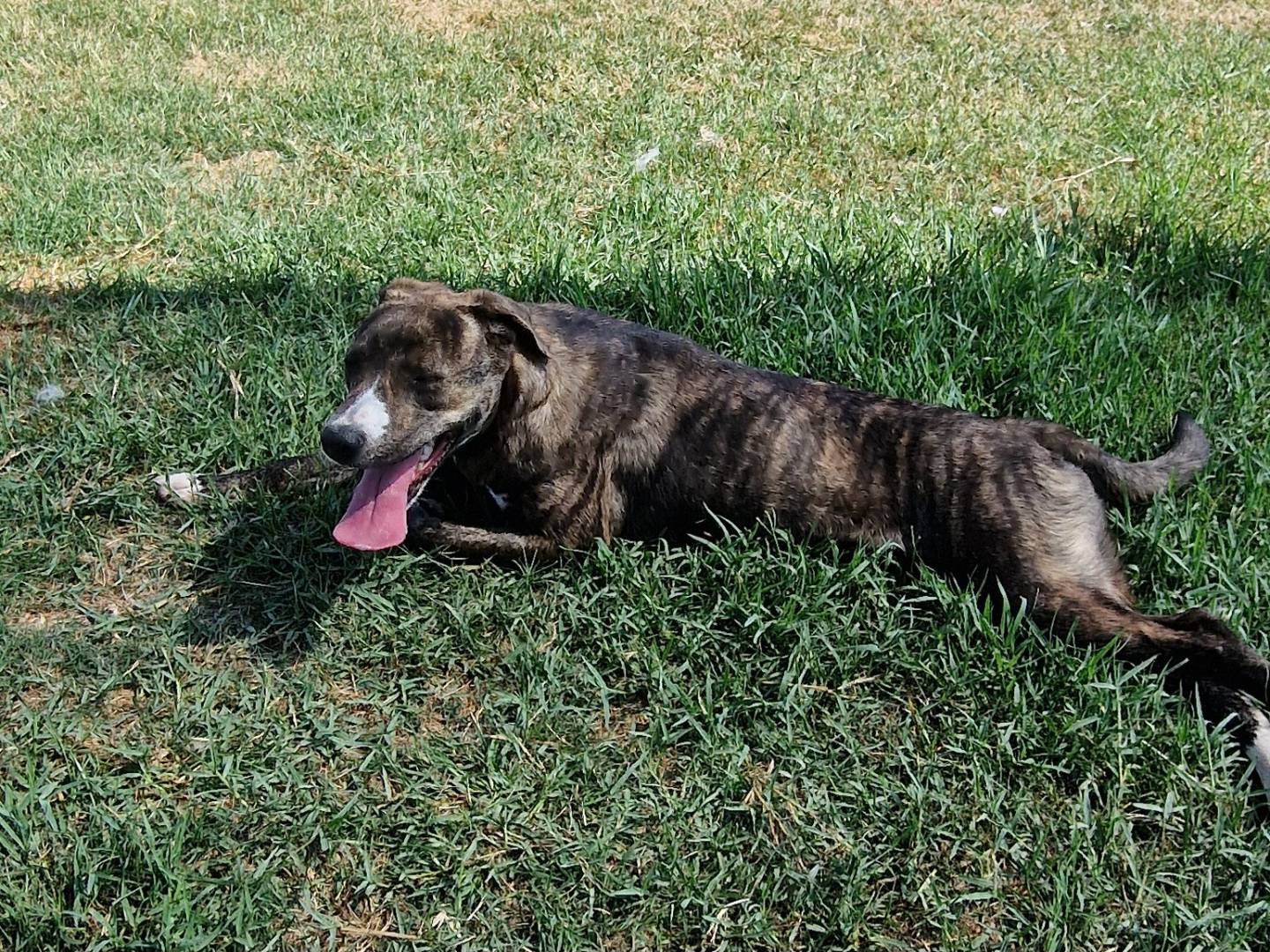 Adotta un cane, femmina, 6 mesi, Latina