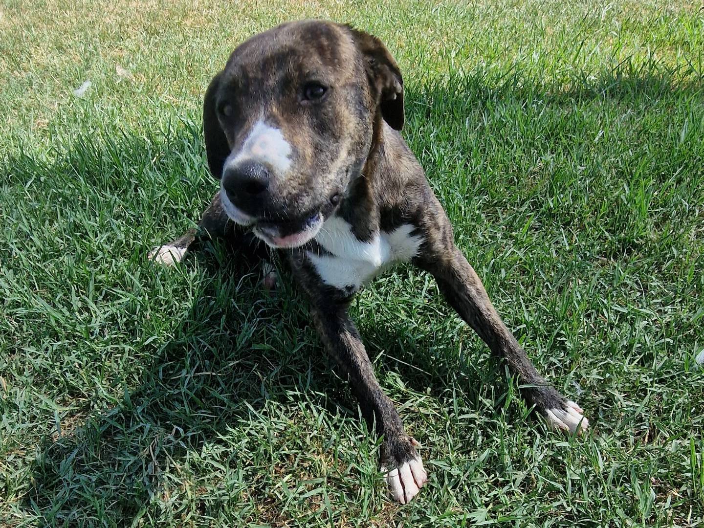 Adotta un cane, taglia media contenuta, femmina, Latina