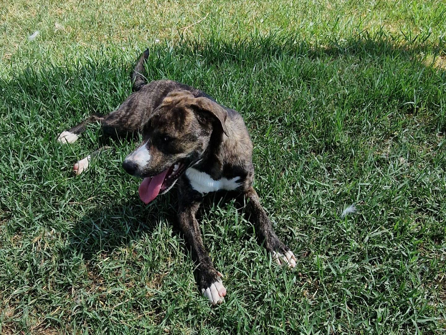 Vuoi adottare un cane a Latina?