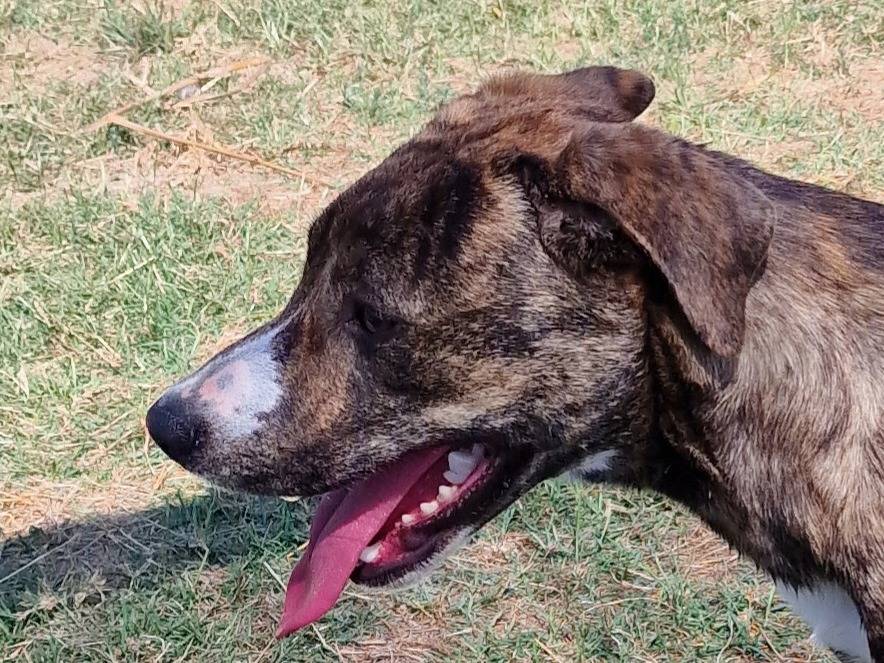 Adotta il cane TRIA a Latina