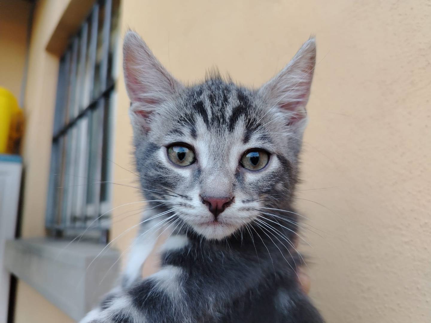 Foto dell'animale