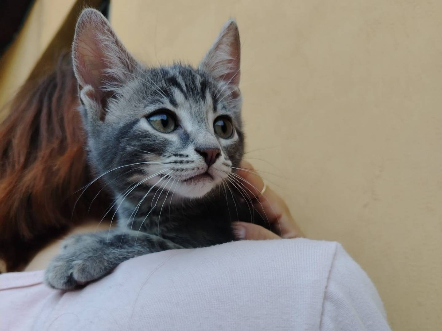Adotta un gatto, maschio, 2 mesi, Brescia