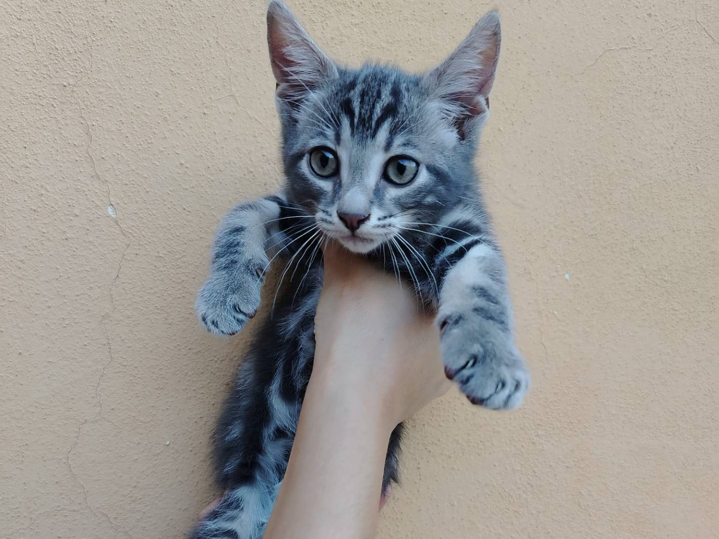 Adotta un gatto, taglia non valida, maschio, Brescia