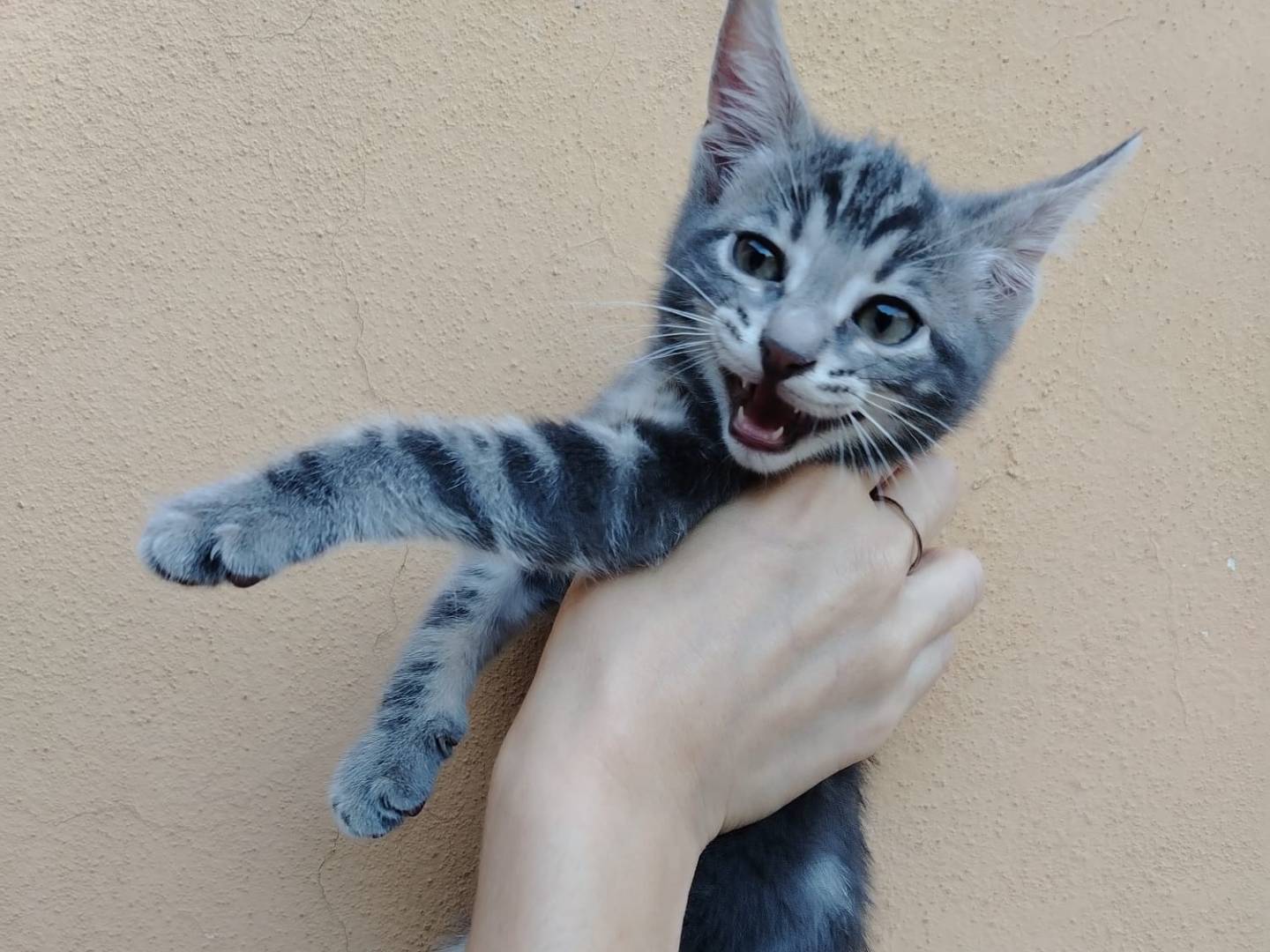 Adotta il gatto Ludovico  a Brescia