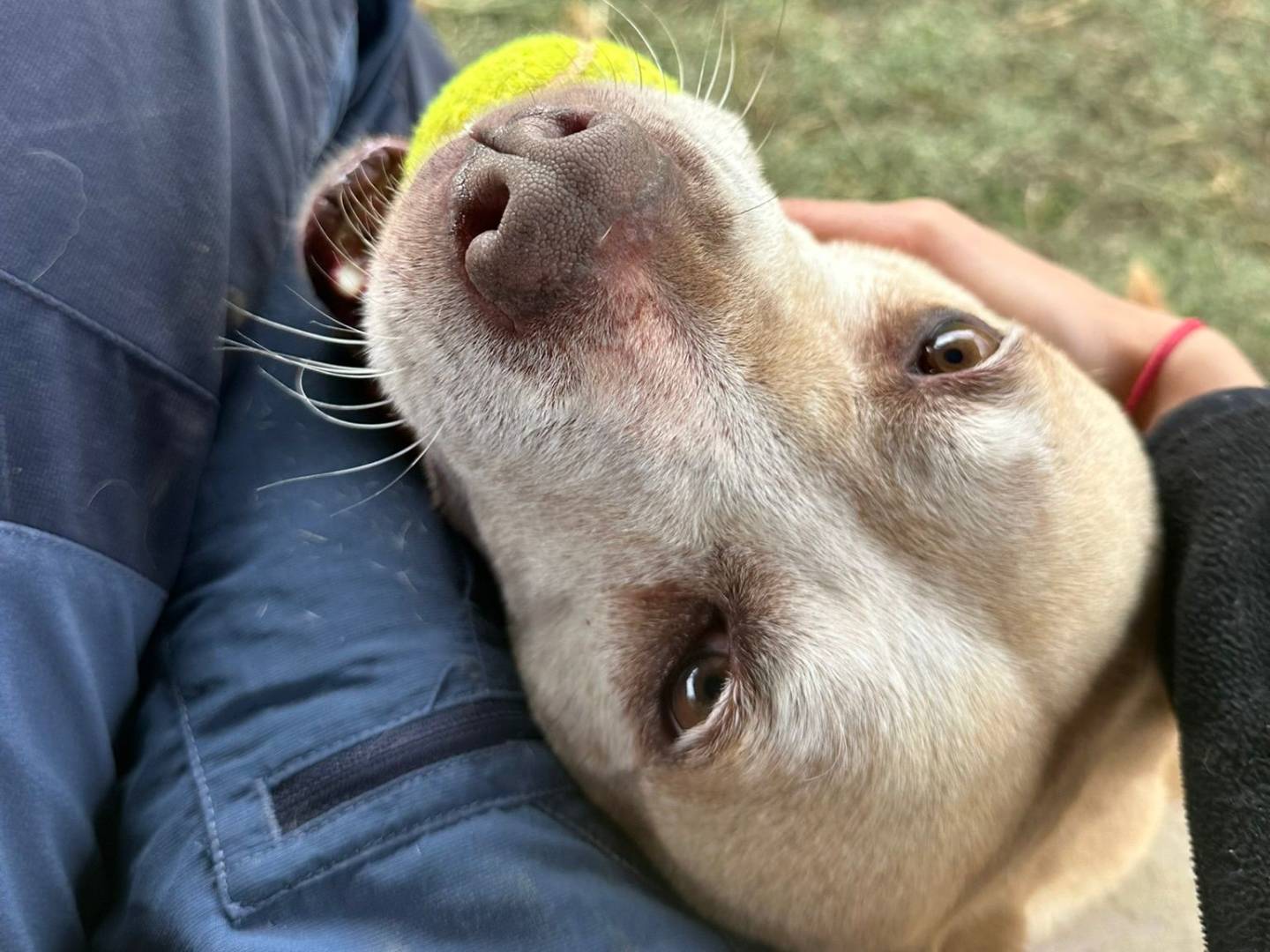 Adotta il cane Bacca a Pisa