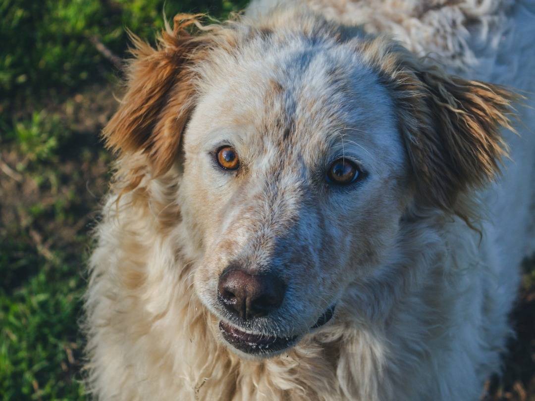 Foto dell'animale