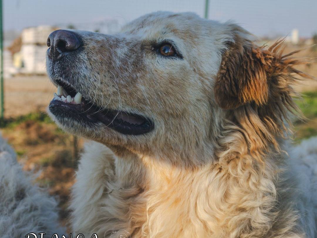 Adotta un cane, taglia grande, femmina, Milano