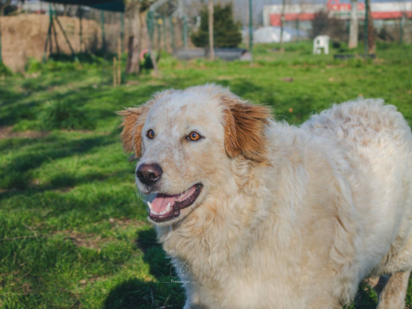 Vuoi adottare un cane a Milano?