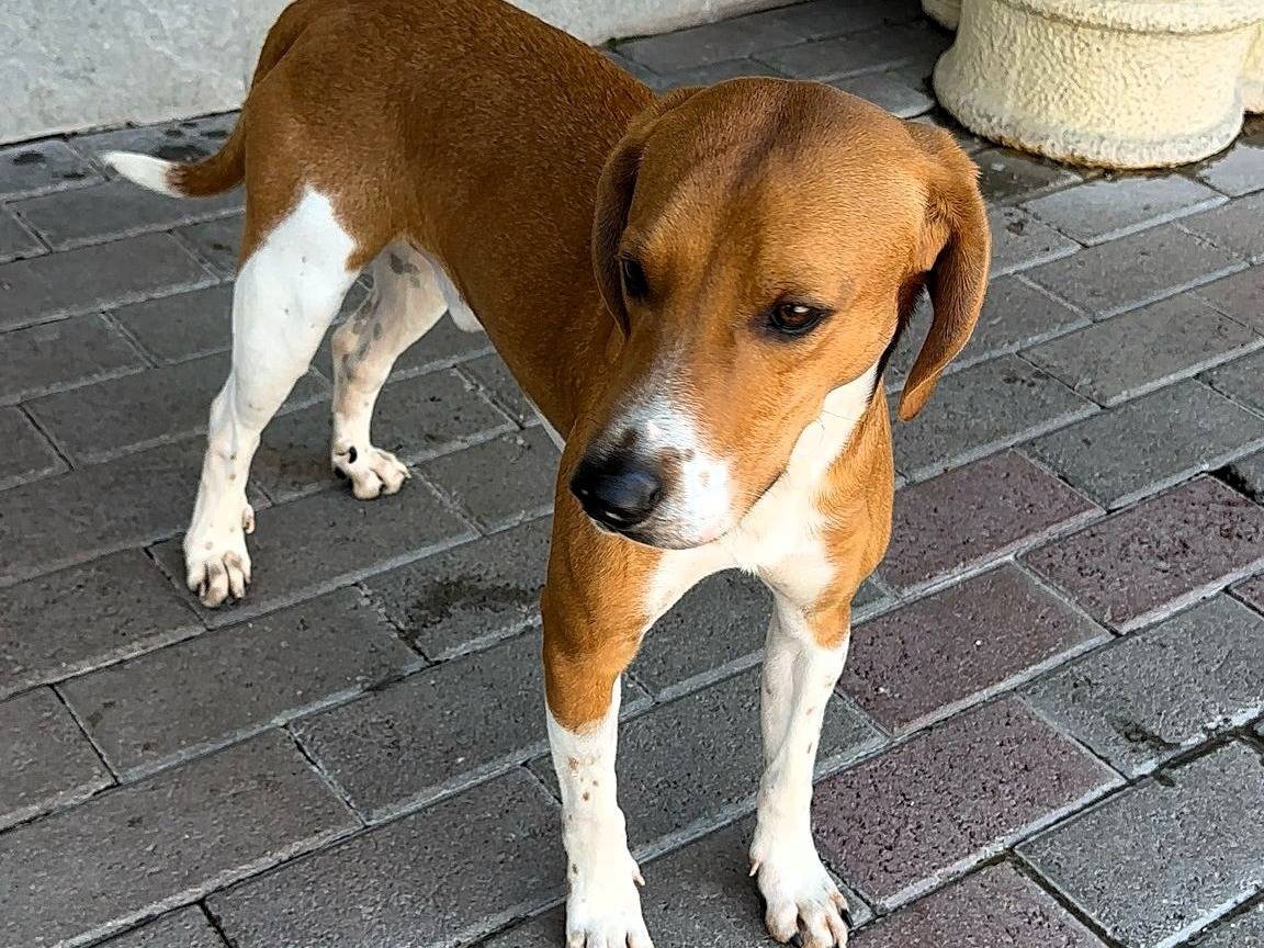 Adotta un cane, maschio, 9 mesi, Milano