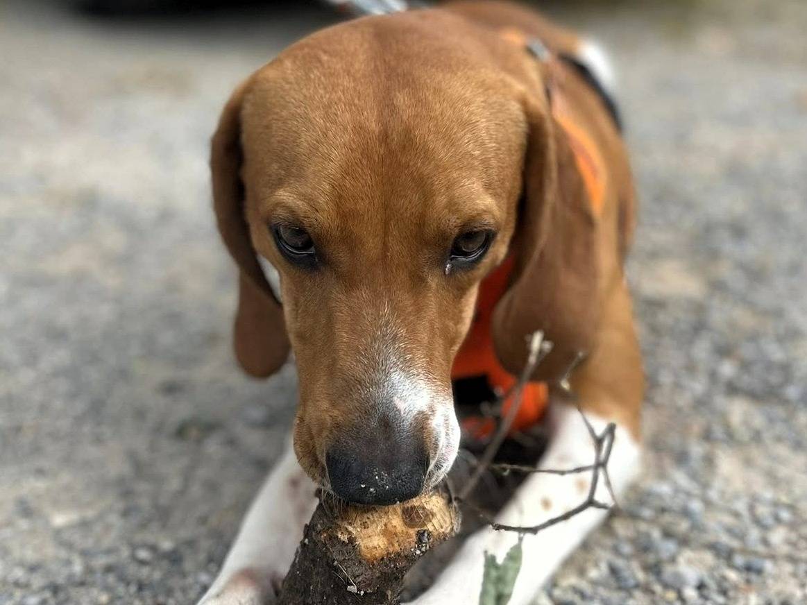 Adotta un cane, taglia media, maschio, Milano