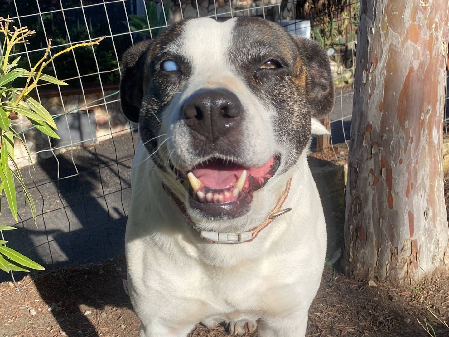 Adozione cane, femmina, Pitbull Razza sconosciuta, 10 anni  e 5 mesi , taglia grande, Palermo