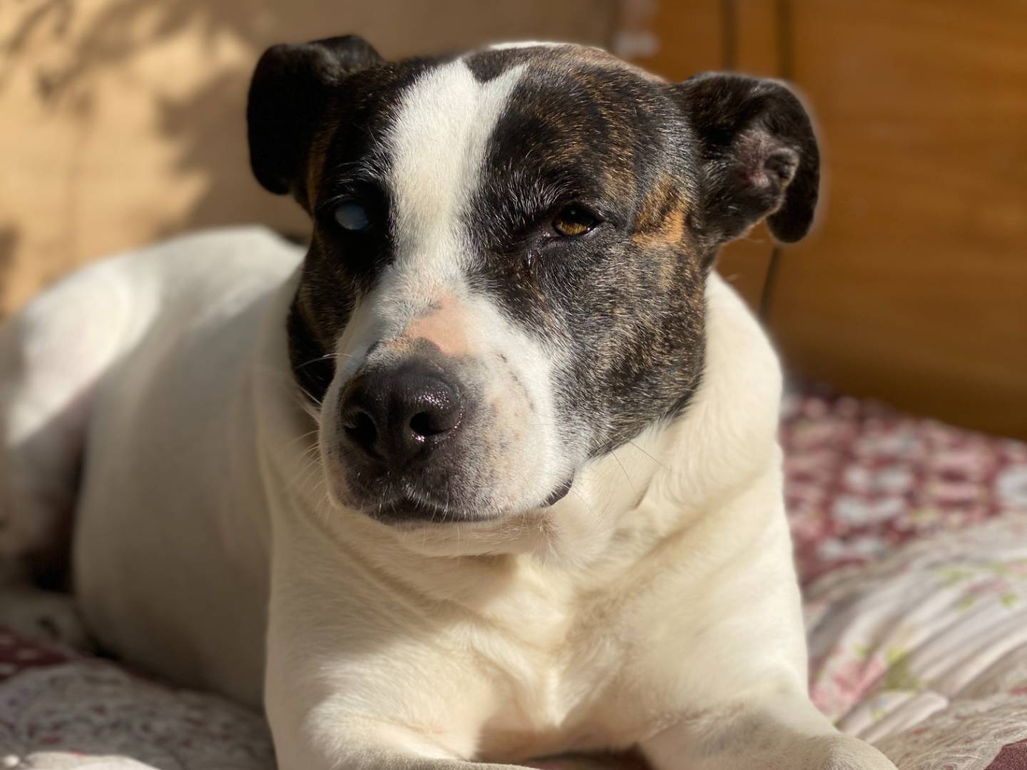 Adotta un cane, femmina, 10 anni  e 5 mesi , Palermo