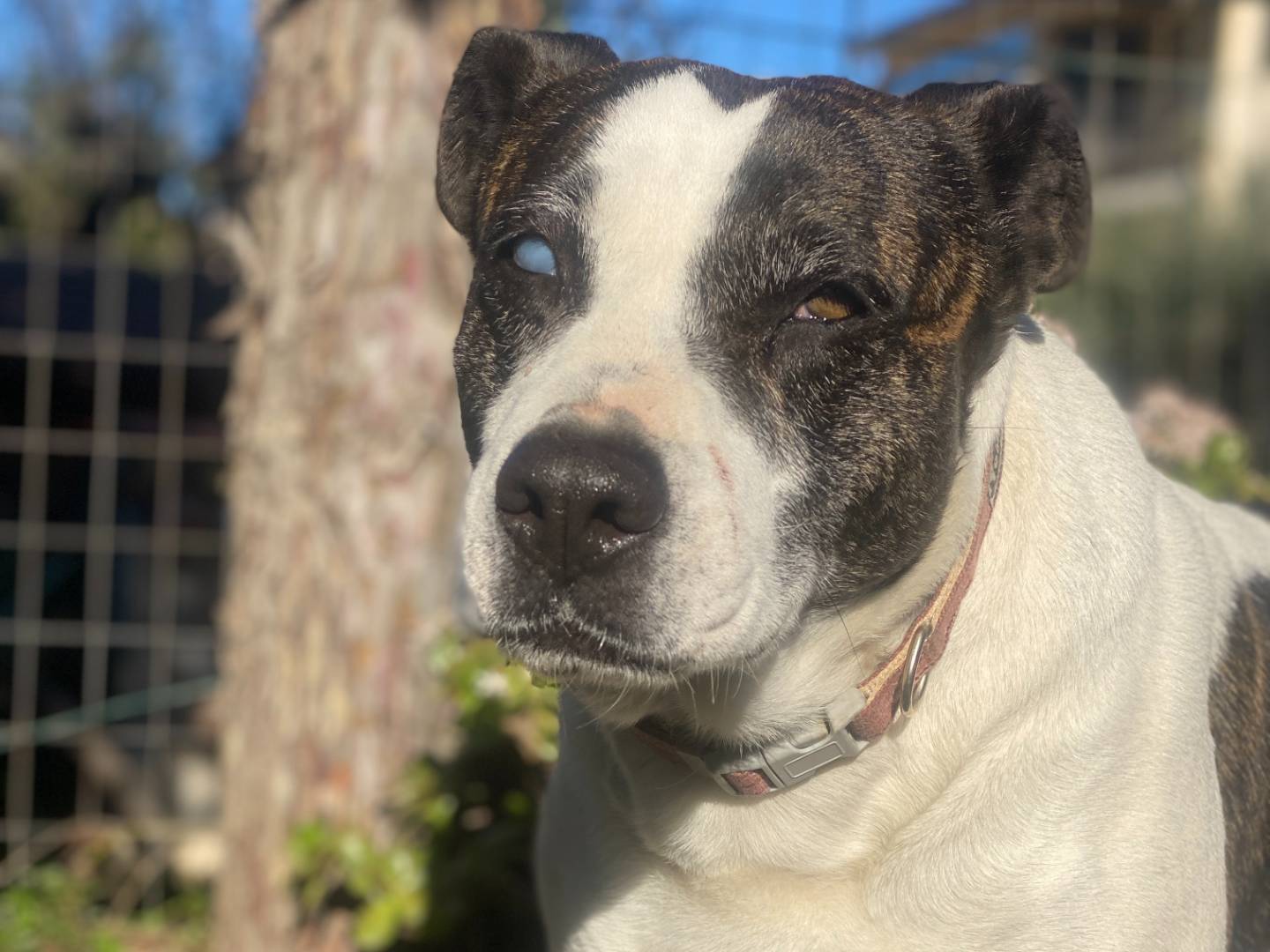 Adotta un cane, taglia grande, femmina, Palermo