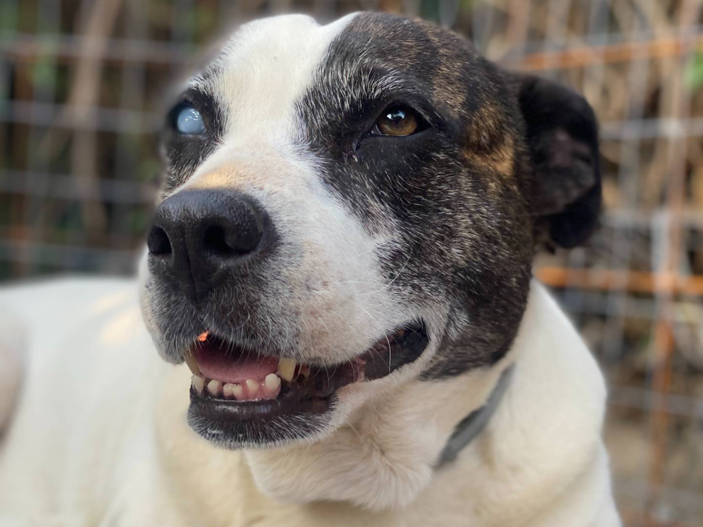 Vuoi adottare un cane a Palermo?