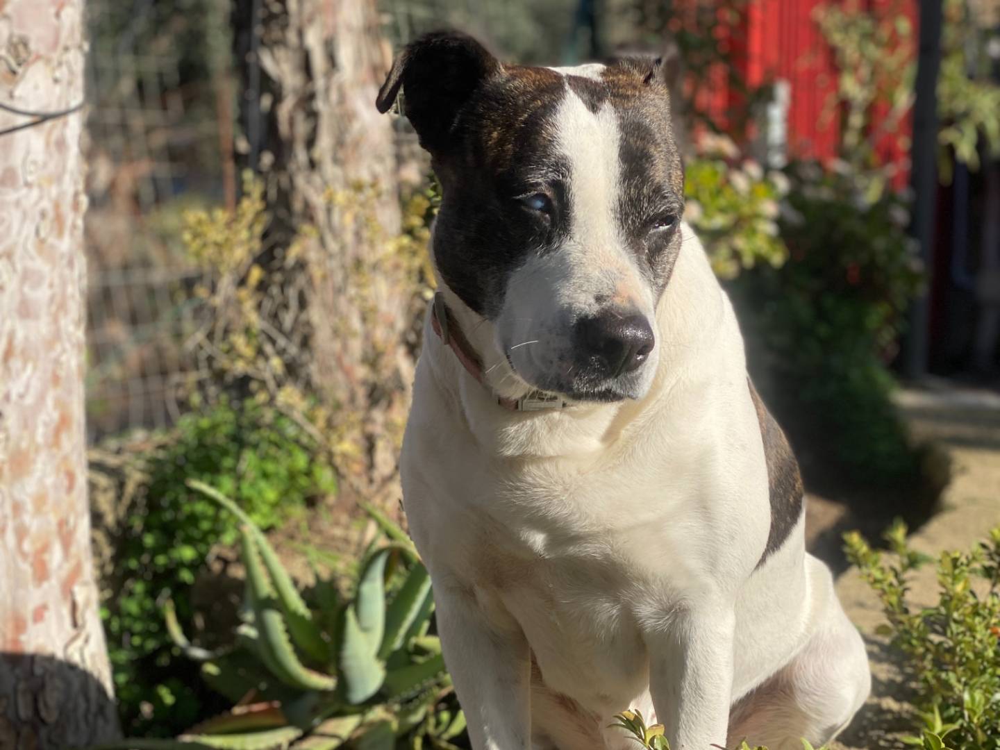 Adotta il cane Nuvola a Palermo