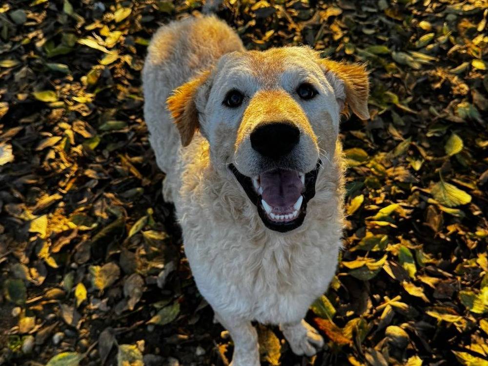 Adotta un cane, maschio, 1 anno e 4 mesi , Milano
