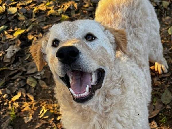 Vuoi adottare un cane a Milano?
