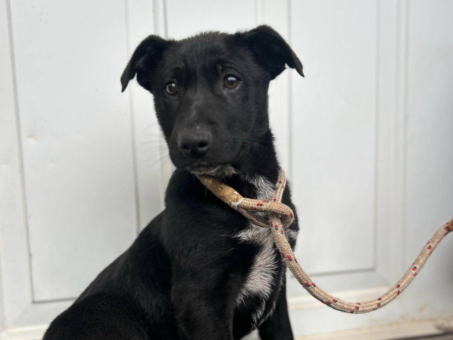 Adotta un cane, taglia media, maschio, Latina