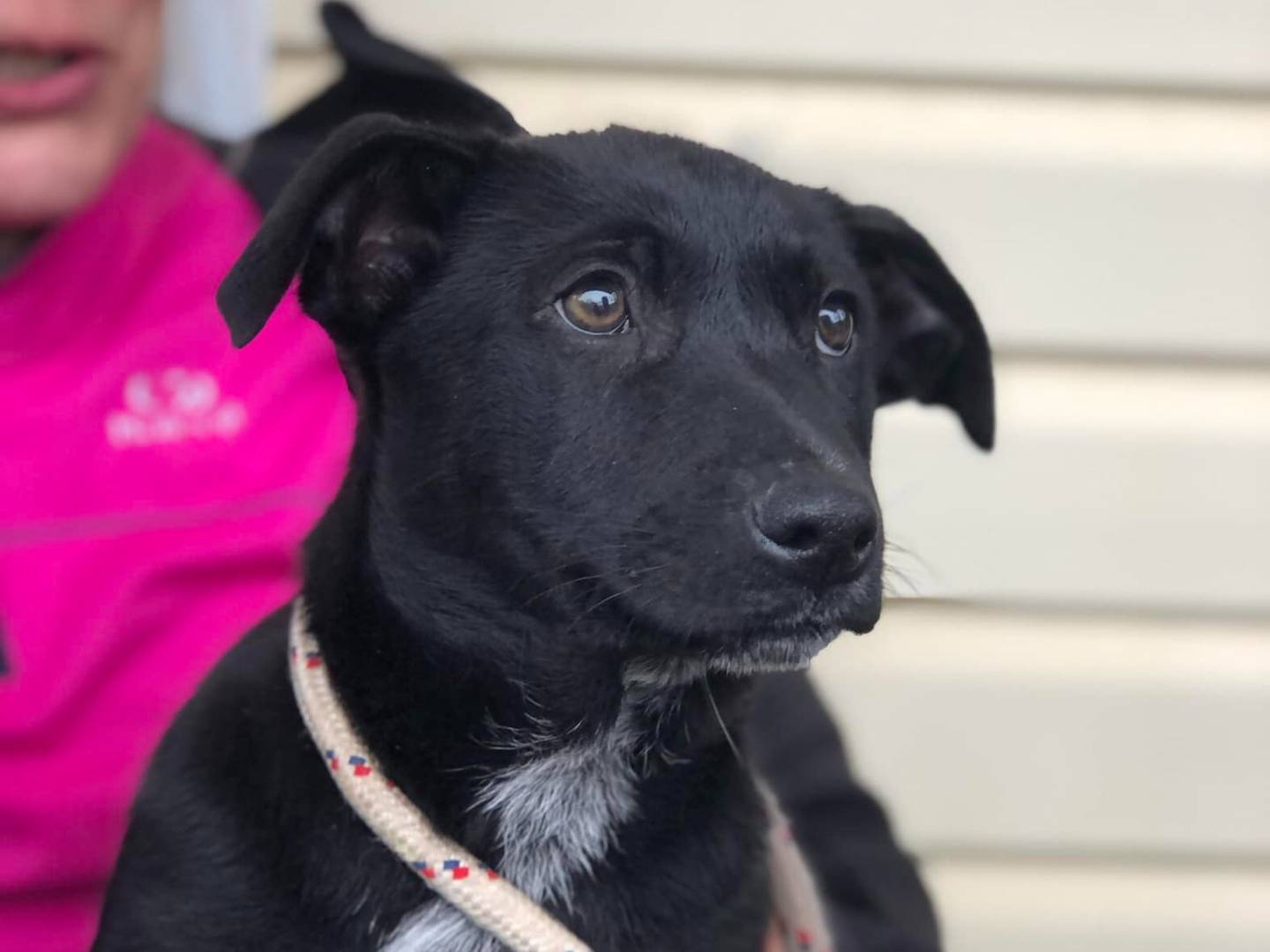 Vuoi adottare un cane a Latina?