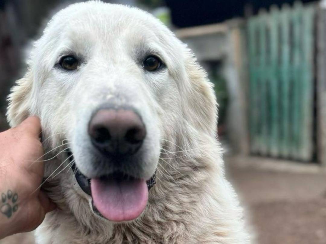 Adotta un cane, maschio, 3 anni  e 5 mesi , Palermo