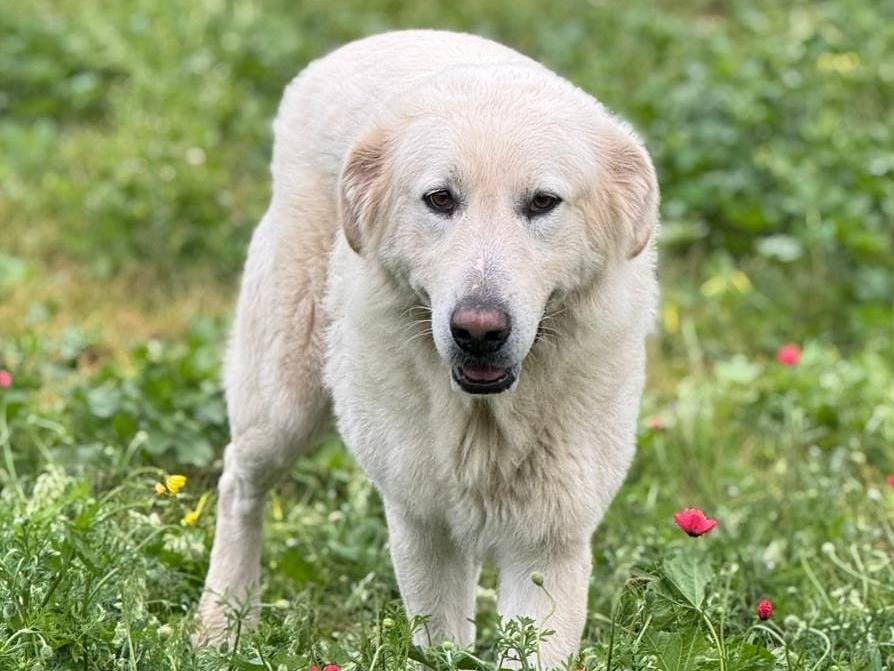Vuoi adottare un cane a Palermo?