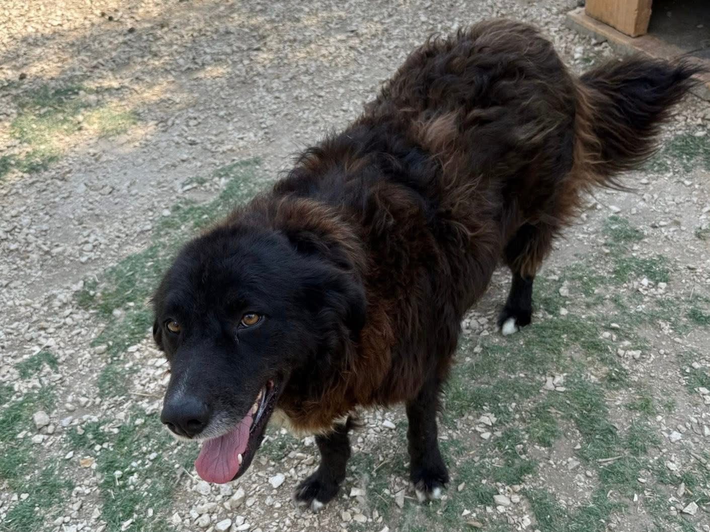 Adotta un cane, femmina, 4 anni  e 5 mesi , Matera