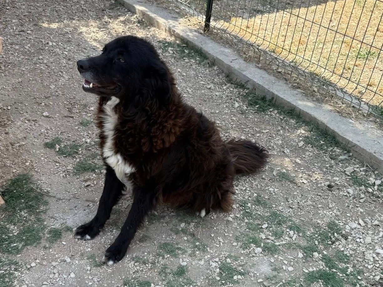 Adotta un cane, taglia media, femmina, Matera