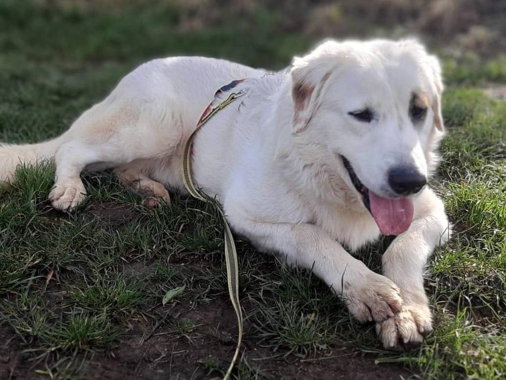 Adotta un cane, taglia grande, maschio, Milano