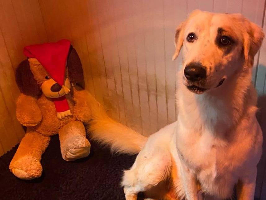 Adotta il cane Sansone a Milano