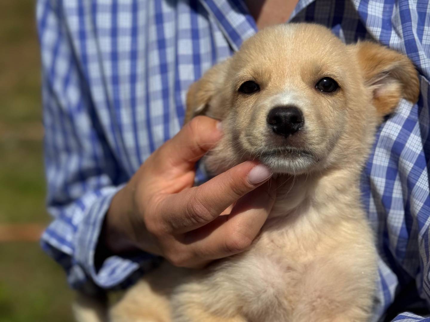Foto dell'animale